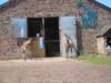 giraffesatchesterzoo_small.jpg