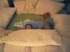 liliasleepinedinburgh_small.jpg