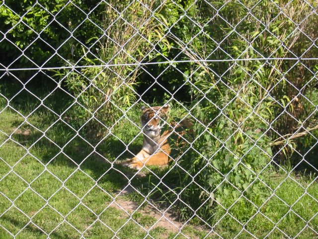 tigeratthezoo.jpg