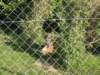 tigeratthezoo_small.jpg