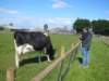wheresmycowisthatmycow_small.jpg