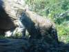 closeupofthejaguaratthewoodlandparkzoo_small.jpg