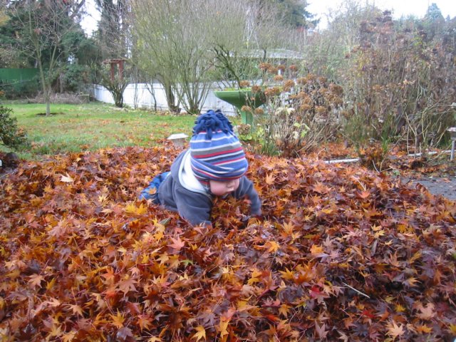 crawlingthroughtheleaves.jpg