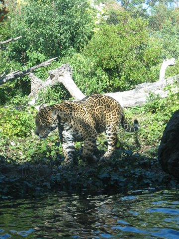 jaguar.jpg