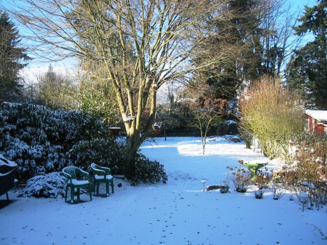 snowybackyard.jpg
