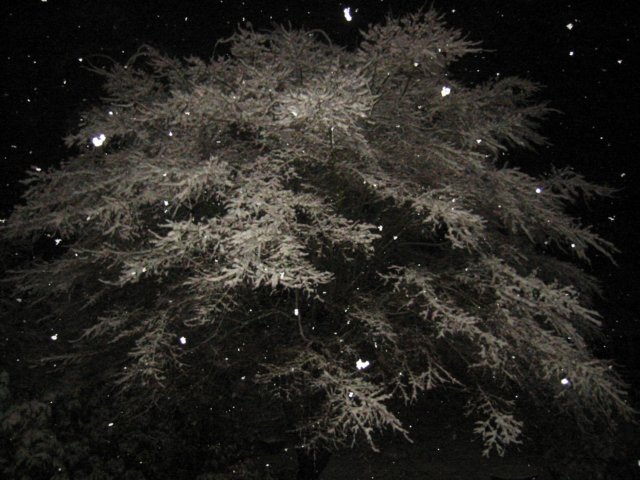 winterwonderland.jpg