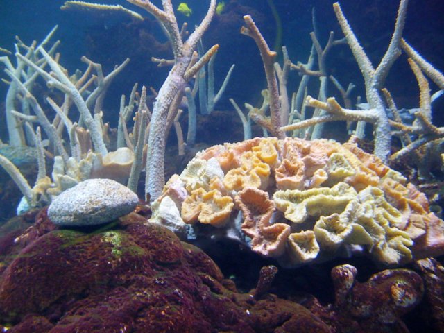 attheaquarium5.jpg