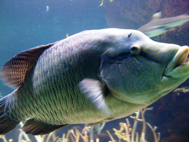 attheaquarium6.jpg