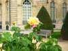 rosesoutsidethemuseum_small.jpg