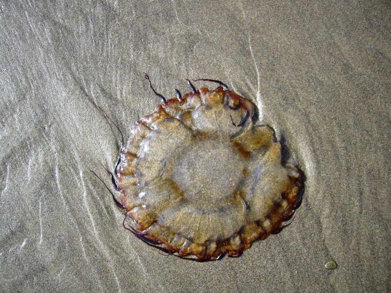 strandedjellyfish.jpg