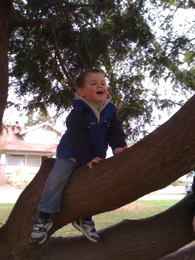 liamclimbsatree3.jpg