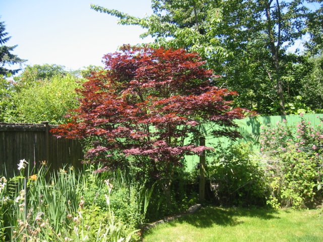 mapletree.jpg