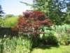 mapletree_small.jpg