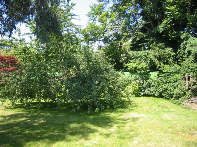 overgrownappletreesinbackyard.jpg