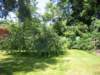 overgrownappletreesinbackyard_small.jpg