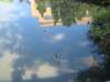 ducksontheuniversitycampus_small.jpg