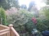 thehundredthacrewoodspringsintobloom_small.jpg