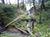 creekatoswaldweststatepark_small.jpg