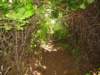 thetrailnarrowsarethereringwraithscomingalongthepath_small.jpg