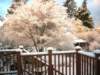 itssnowingagainviewfromthedeck_small.jpg