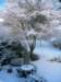 snowybackyard_small.jpg